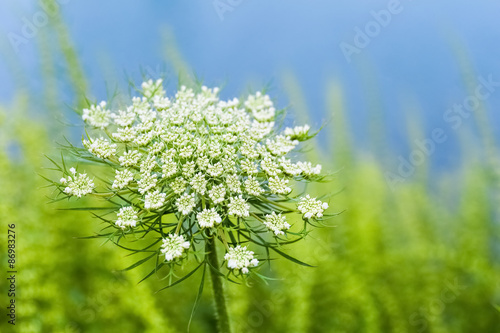 queen anne's lace