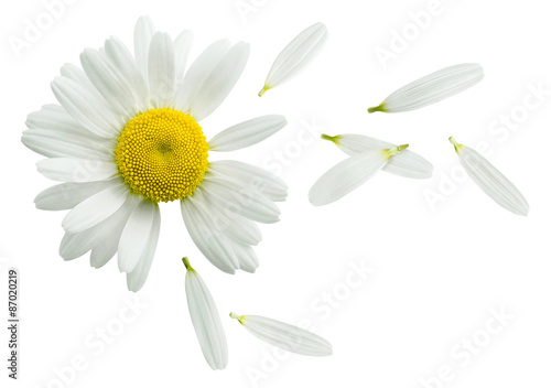 Chamomile flower flying petals isolated on white background