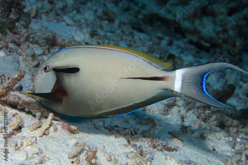 Epaulette surgeonfish (Acanthurus nigricauda) 