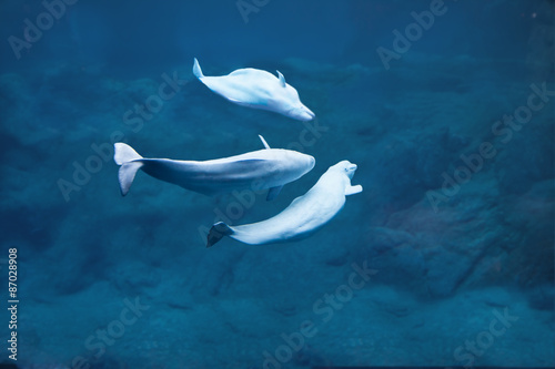 Beluga whales diving in deep water