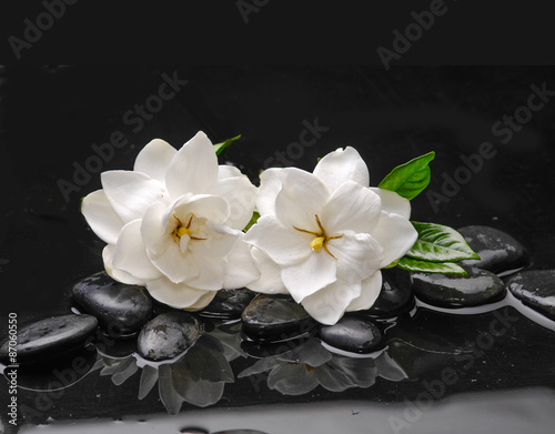 Still life with two gardenia with green plant on black pebbles 