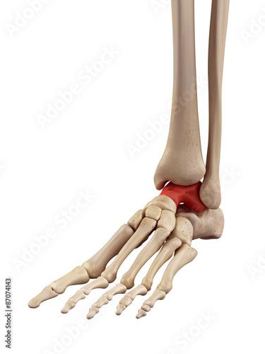 medical accurate illustration of the intermediate talus bone