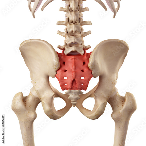 medical accurate illustration of the sacrum