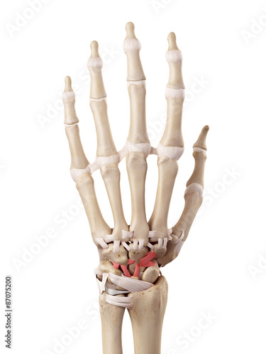 medical accurate illustration of the dorsal intercarpal ligaments