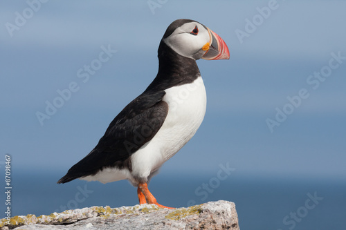 puffin profile