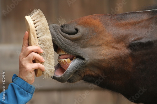 Zahnpflege bei Pferden