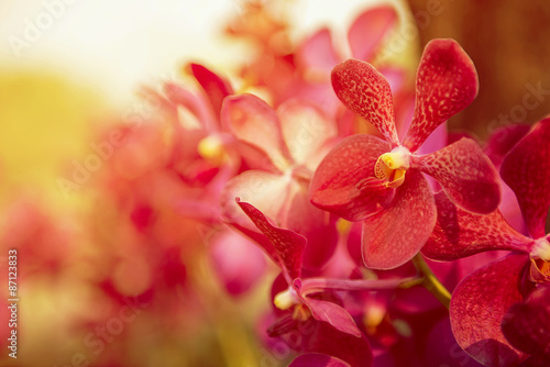 Beautiful Purple orchid flower tree