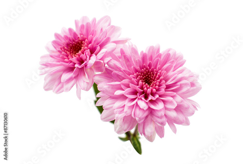 chrysanthemum flower