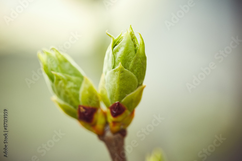 Green buds