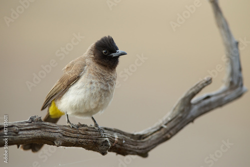 Dark-capped Bulbul