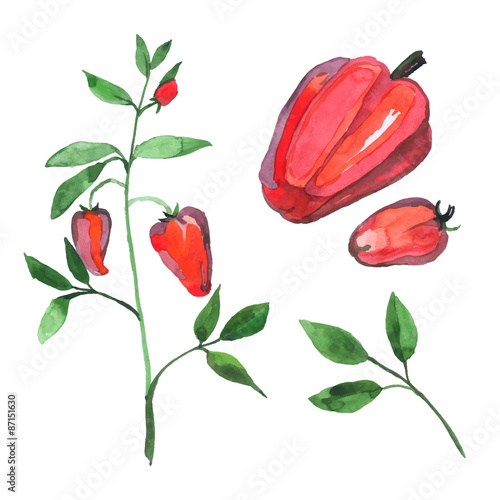 Set of watercolor red capsicum pepper plant