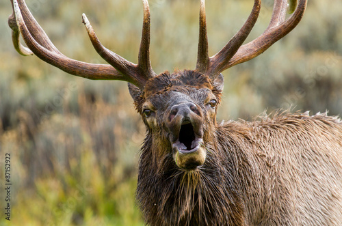 bull elk bugle