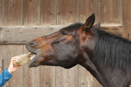 Gesunde Zähne bei Pferden
