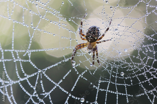 Big spider sits on his cobweb in the dark - Cross spider (Araneus diadematus) 