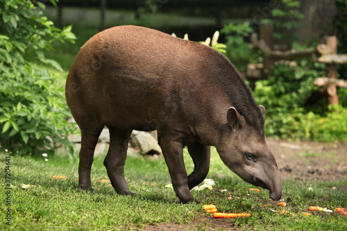 South American tapir (Tapirus terrestris).