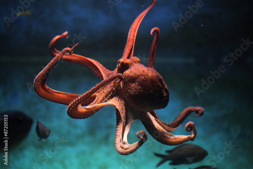 Common octopus (Octopus vulgaris).