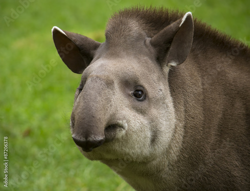 Tapir