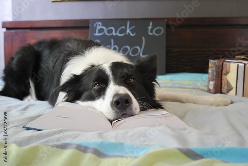 Początek roku szkolnego - border collie