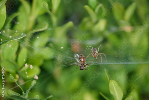Closeup photo of a spider and victim