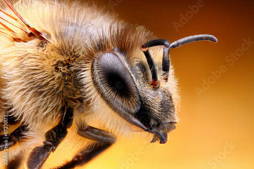 Sharp and detailed study of Bee taken with macro lens stacked from many shots into one sharp photo.