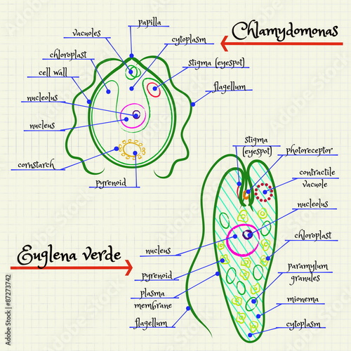 the structure of Chlamydomonas and Euglena