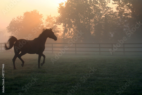 Arabian Horse Trotting in Fog – An Arabian horse trots around his pasture in the morning fog.