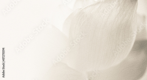 sweet color lotus in soft color and blur style on mulberry paper texture 