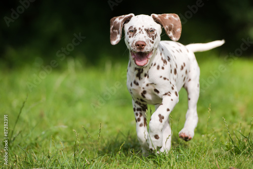 happy dalmatian puppy running outdoors in summer