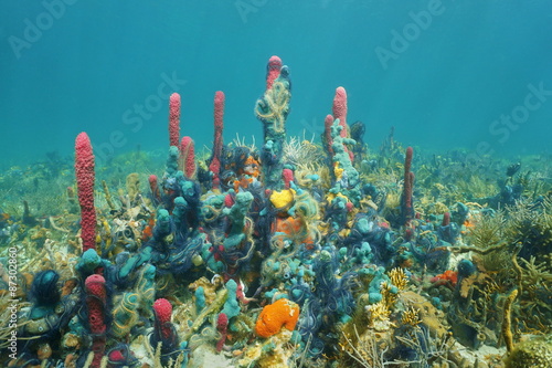 Colorful underwater marine life on the seabed