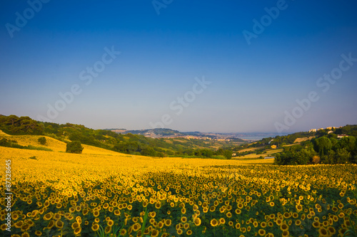 Campo di girasoli nei pressi di Ancona