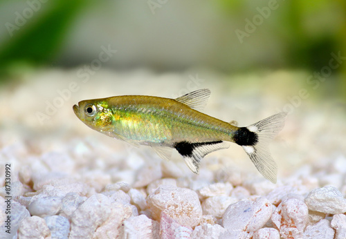 Aquarium fish Panda Tetra dawn tetra Aphyocharax paraguayensis freshwater 