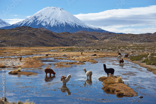 Alpaca grazing in a wetland area, also known as a bofedal in Spanish, at the base of the snow capped Parinacota Volcano, 6324m high, in the Altiplano of northern Chile.