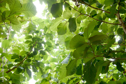 big green teak tree leaves 