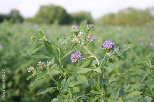 campo di erba medica in fiore