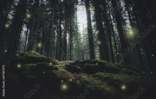 magical lights sparkling in mysterious forest at night