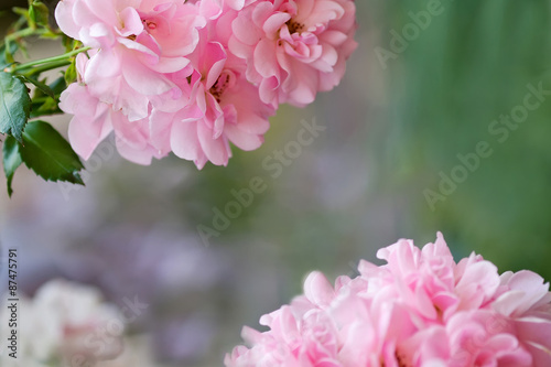 Closeup of rose bush flower in garden. Soft fokus