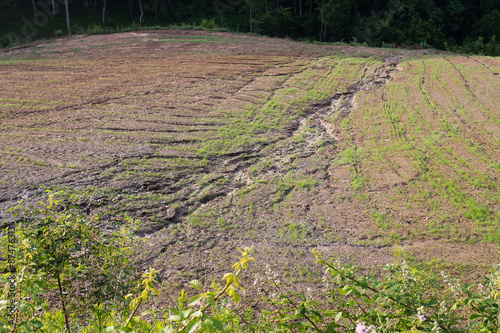 soil erosion on a cultivated field after heavy shower