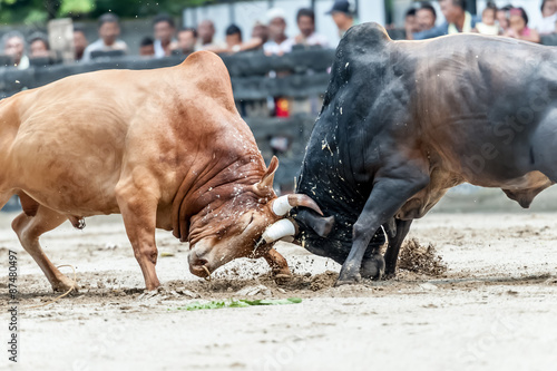 Bull fighting