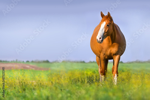 Red pregnant mare in spring pasture