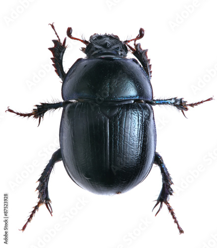 black beetle isolated on white background. Macro.
