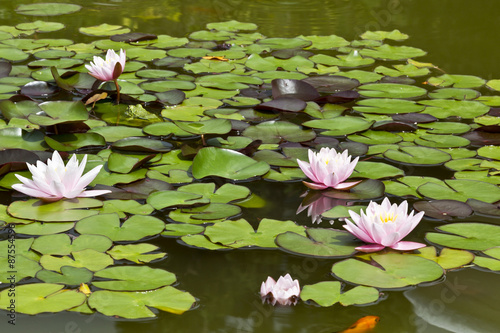 Nymphaea, whity-pink nymphea - water plants