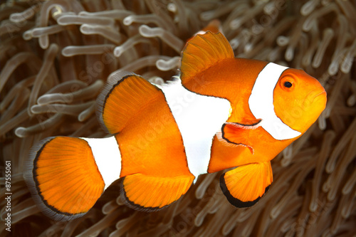 Clown Anemonefish