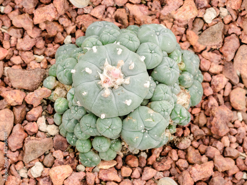 Lophophora williamsii