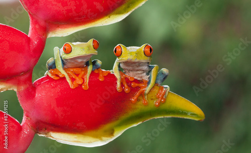 Two red-eyed tree frogs sitting on a heliconia flower