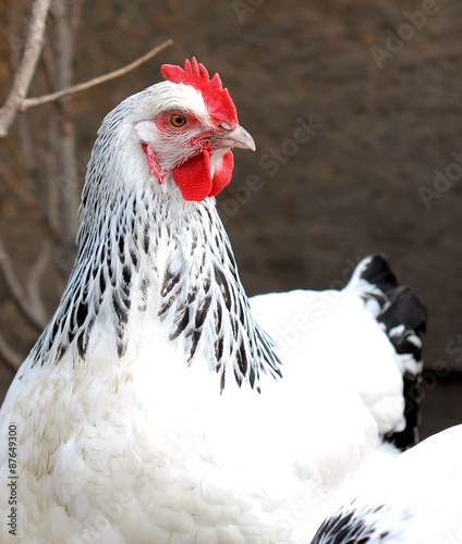 Poule Sussex blanche et noire