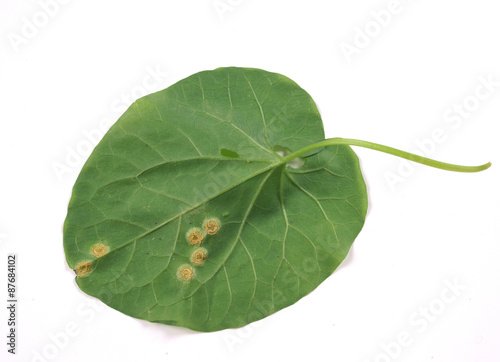 Puccinia on a leaf morning glory