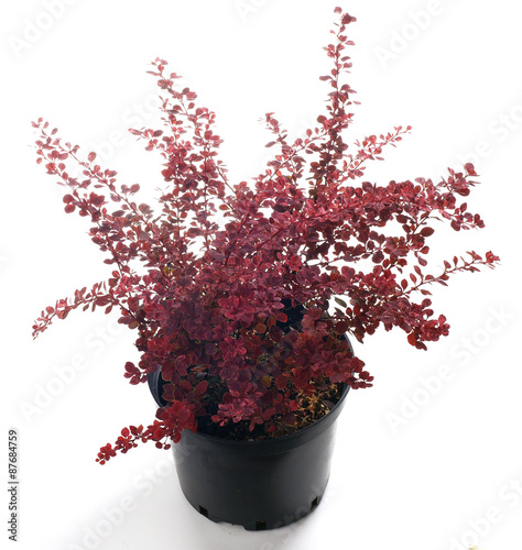 Berberis thunbergii Pink Queen