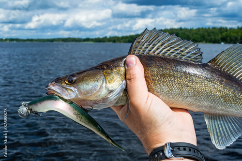 Walleye caught in vertical fishing system
