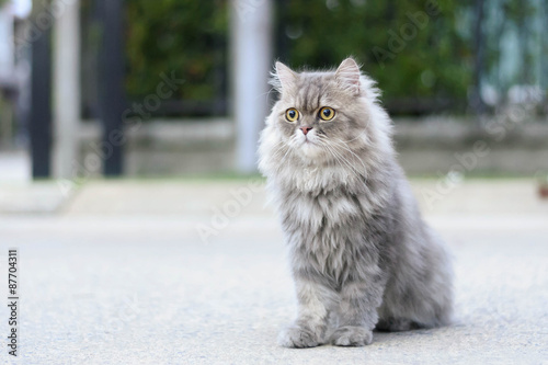 Persian cat