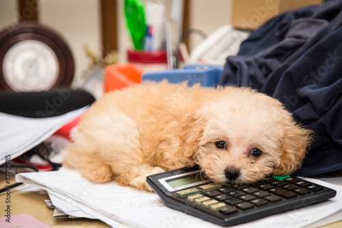 Cute poodle puppy dog resting on a calculator placed on a messy office desk